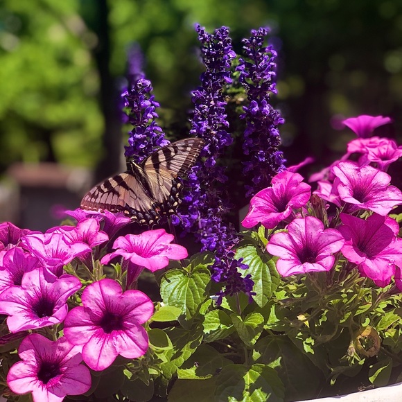 Meet your Posher, Angela - Picture 1 of 1